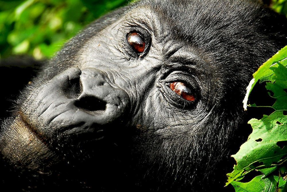 מלון Ntungamo  Sanctuary Gorilla Forest Camp מראה חיצוני תמונה